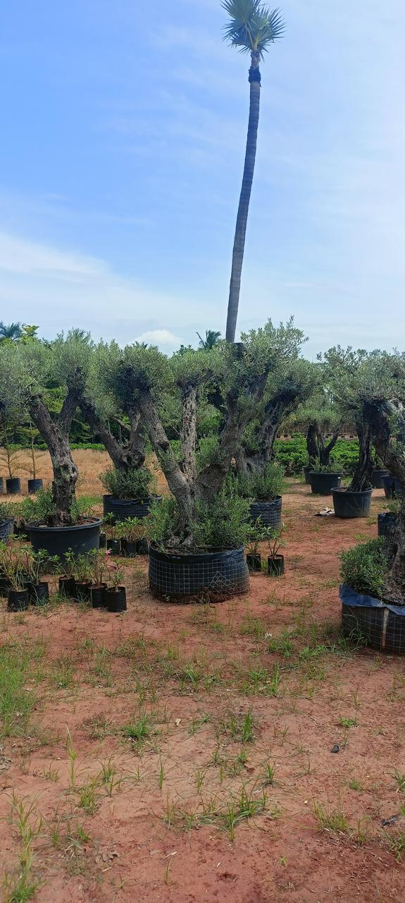 Exotic plants by Total Green Solutions — photo 3
